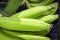 Group of green bananas for sale Royalty Free Stock Photo